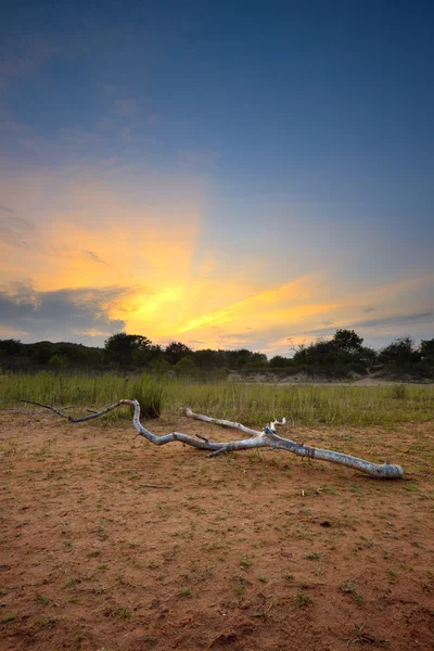 Bukit pasir dengan kayu mati saat matahari terbenam — Stok Foto