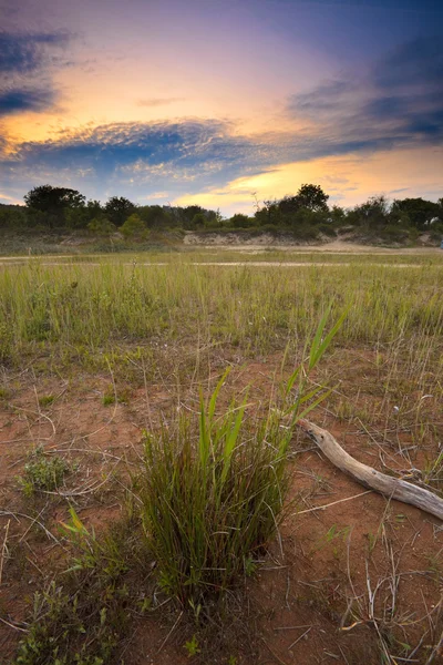 Dunas con madera muerta al atardecer —  Fotos de Stock