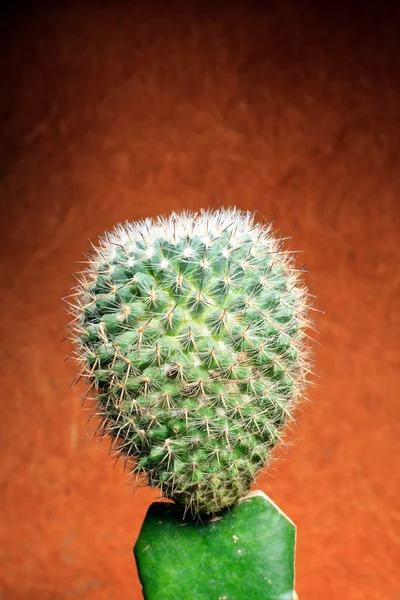 Cactus. — Stock Photo, Image