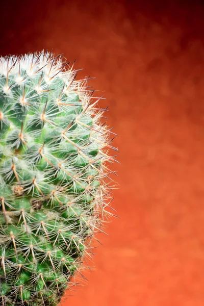 Cactus. — Stock Photo, Image