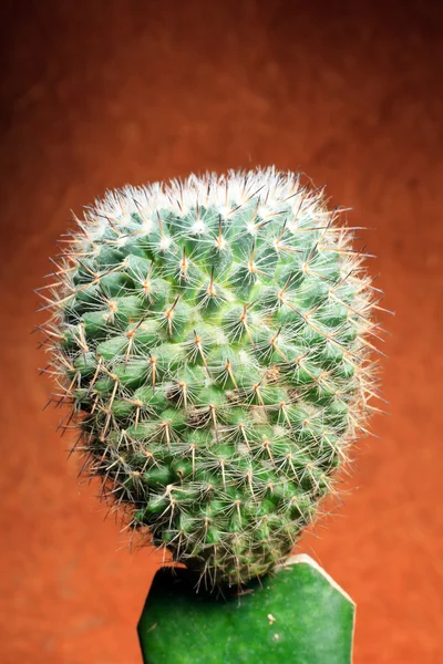 Cactus. — Stock Photo, Image