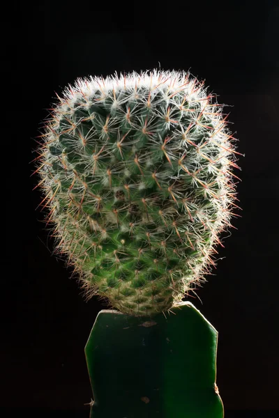 Cactus studio skott. — Stockfoto