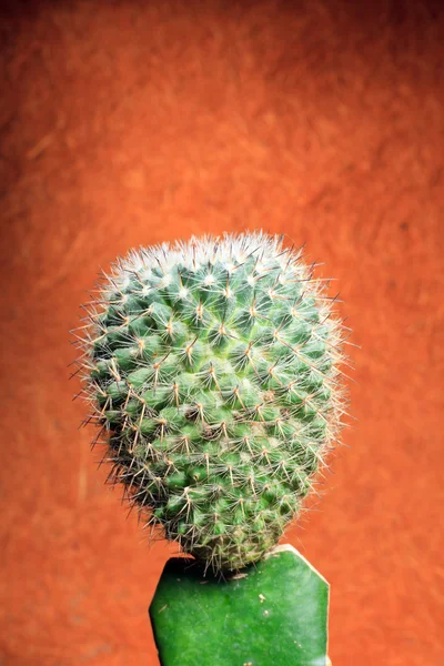 Cactus. — Stock Photo, Image