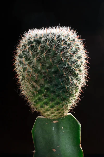 Cactus studio skott. — Stockfoto