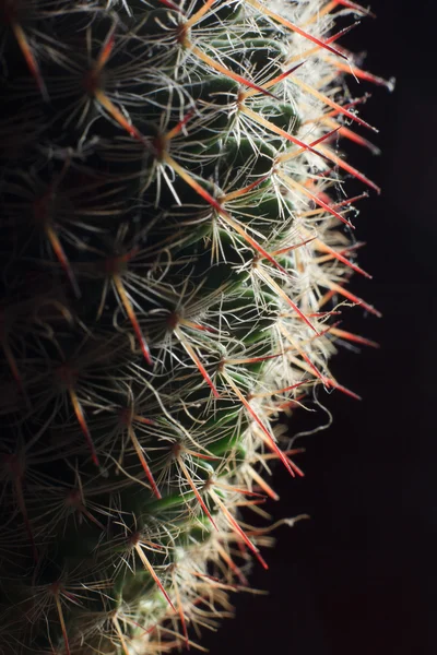 Macro de cactus. — Photo