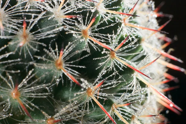 Makro av kaktus med vattendroppar. — Stockfoto