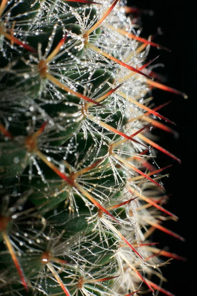 Makro av kaktus med vattendroppar. — Stockfoto