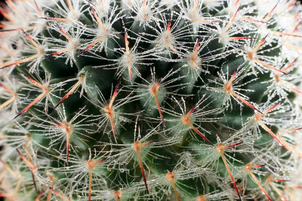 Macro de cactus con gotas de agua . — Foto de Stock