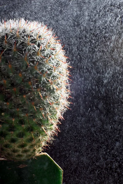 Cactus in the rain. — Stock Photo, Image