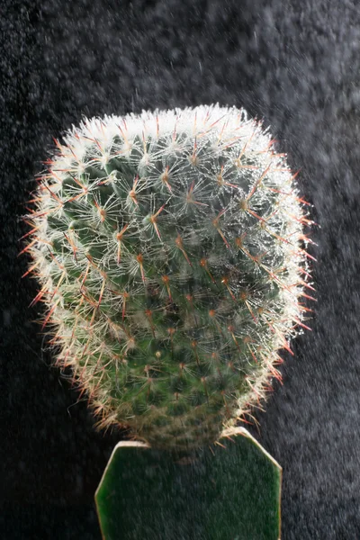 Kaktus im Regen. — Stockfoto