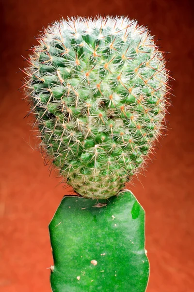 Kaktus. — Stockfoto