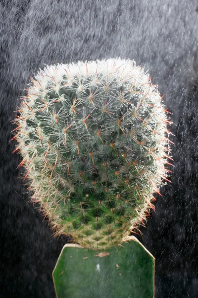 Kaktus im Regen. — Stockfoto
