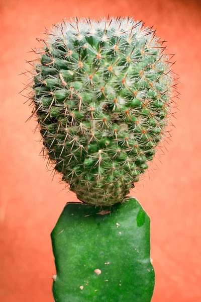 Kaktus. — Stockfoto