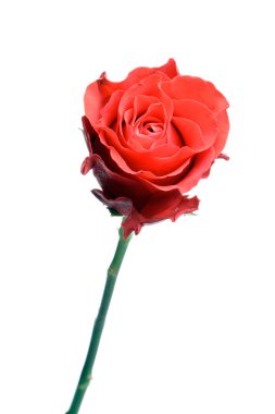 Tek kırmızı gül beyaz izole.