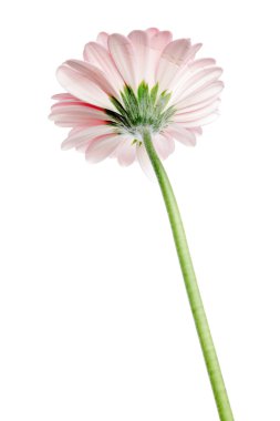 pembe gerber çiçek.