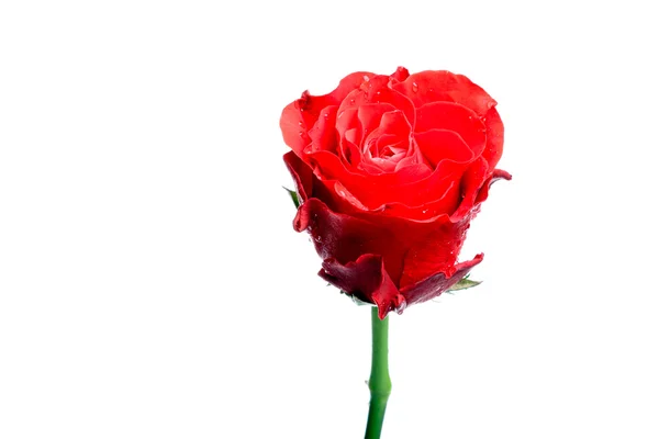 单红玫瑰孤立上白色. — 图库照片
