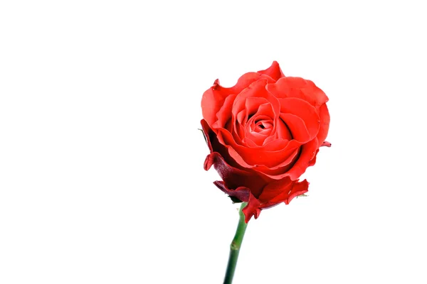 单红玫瑰孤立上白色. — 图库照片
