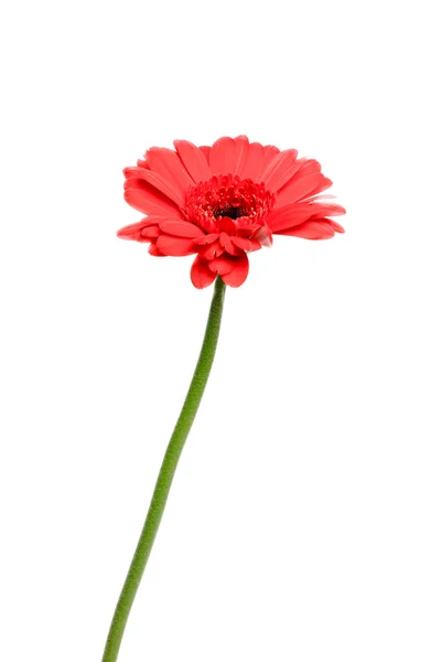 Única flor de gerber vermelho isolado no fundo branco . — Fotografia de Stock