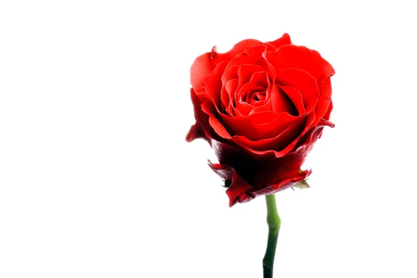 白色背景下的一朵红玫瑰. — 图库照片