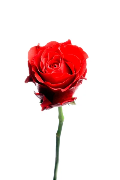 Egyetlen vörös rózsa elszigetelt fehér háttér. — Stock Fotó