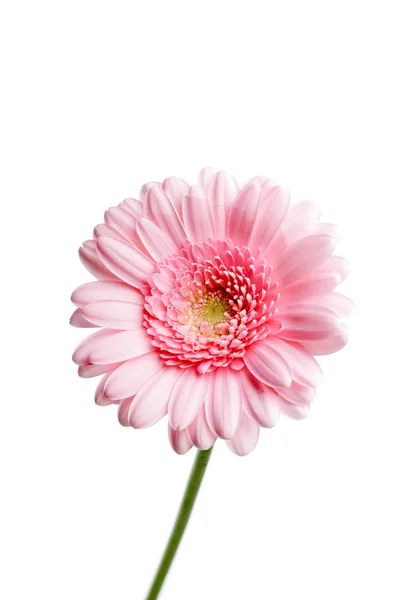 Egyetlen rózsaszín gerber virág elszigetelt fehér background. — Stock Fotó