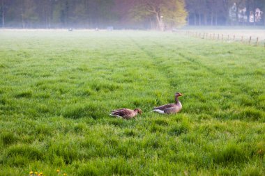 kazlar sis günbatımında otlatma ile çayır.