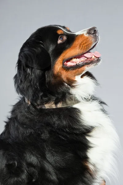 Berner sennen câine . — Fotografie, imagine de stoc