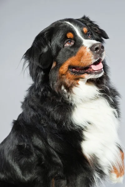 Berner sennen cão . — Fotografia de Stock