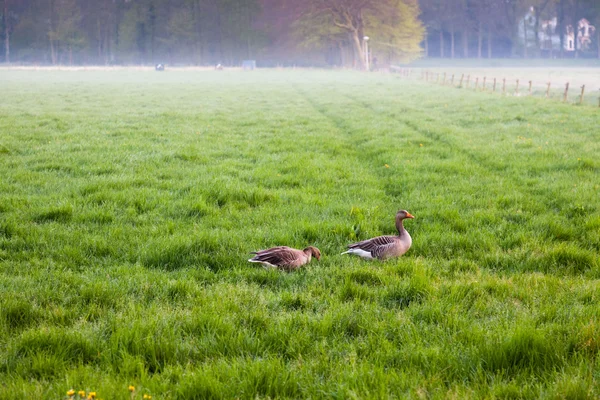 Prado con gansos pastando en la niebla al atardecer . — Foto de Stock
