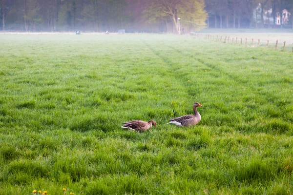 Louka s pastvy husy v mlze při západu slunce. — Stock fotografie