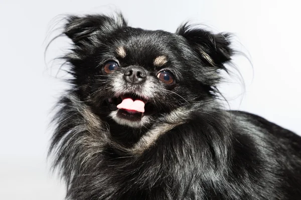 Black chihuahua dog. — Stock Photo, Image