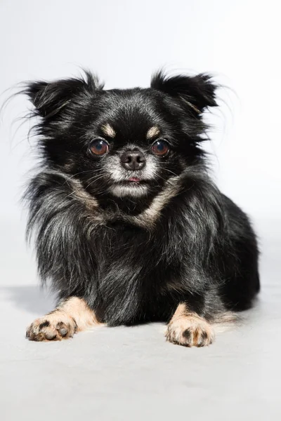 Black chihuahua dog. — Stock Photo, Image