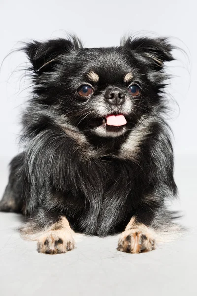Siyah chihuahua köpek. — Stok fotoğraf
