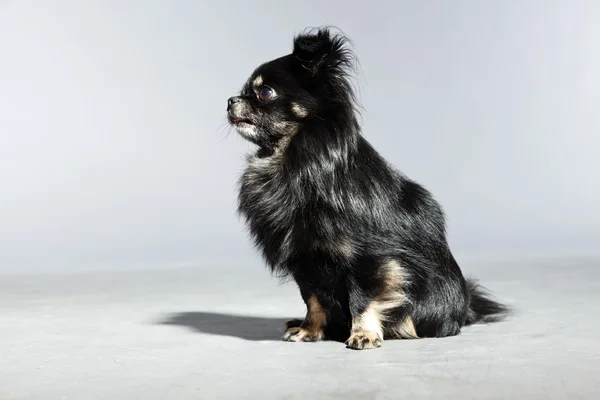 Black chihuahua dog. — Stock Photo, Image