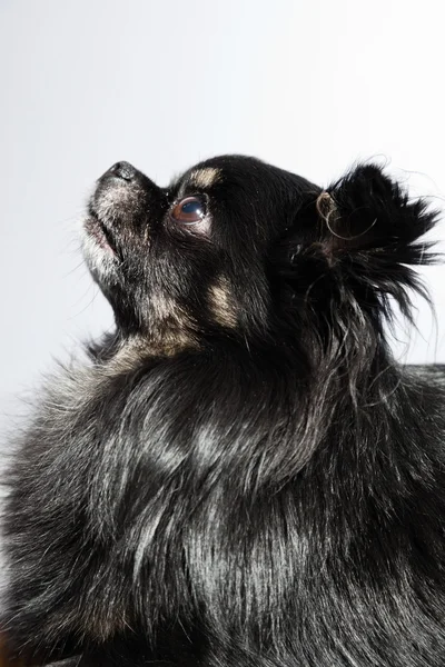 Σκυλί μαύρο chihuahua. — Φωτογραφία Αρχείου
