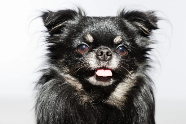 Black chihuahua dog. — Stock Photo, Image