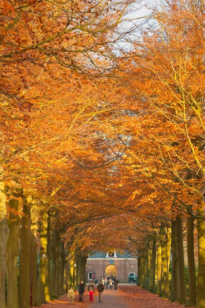 Bosque de otoño. —  Fotos de Stock