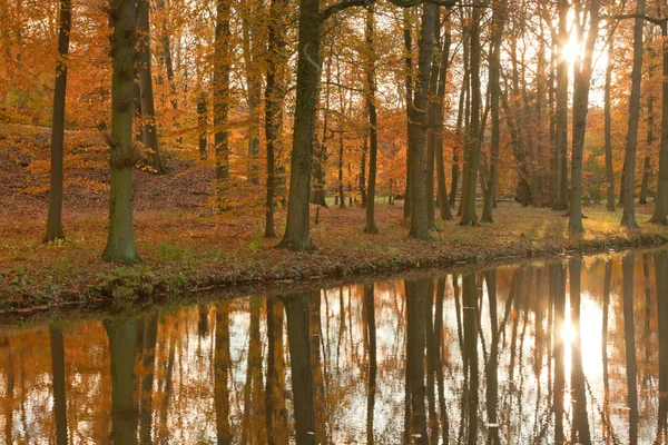 Autumn forest. — Stock Photo, Image