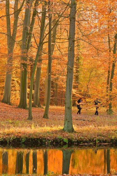 Bosque de otoño. —  Fotos de Stock