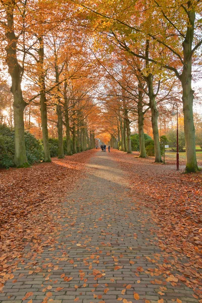 秋の森. — ストック写真