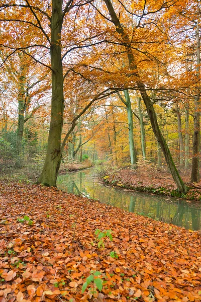 Bosque de otoño. —  Fotos de Stock