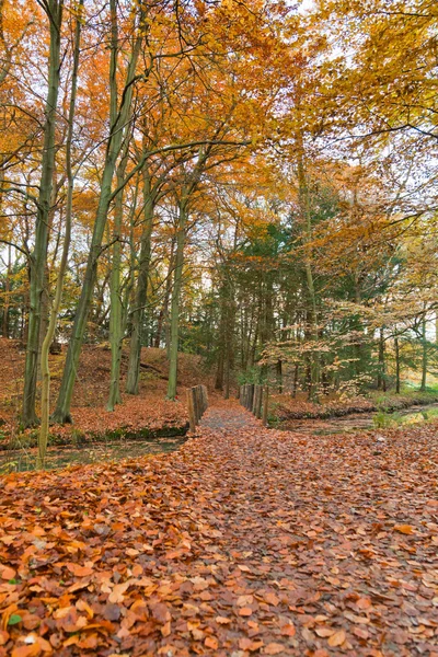 Autumn forest. — Stock Photo, Image