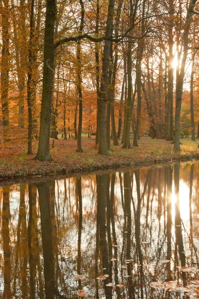 Autumn forest. — Stock Photo, Image