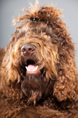 kaniş köpek.