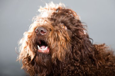 kaniş köpek.
