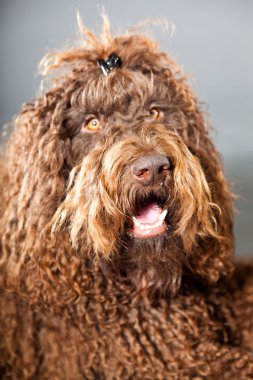 kaniş köpek.