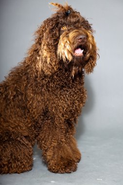 kaniş köpek.
