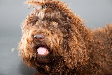 kaniş köpek.