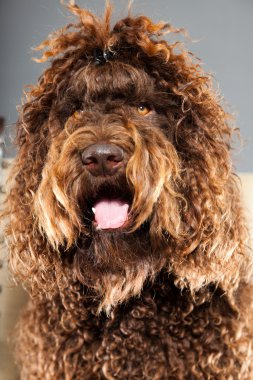 kaniş köpek.