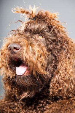 kaniş köpek.